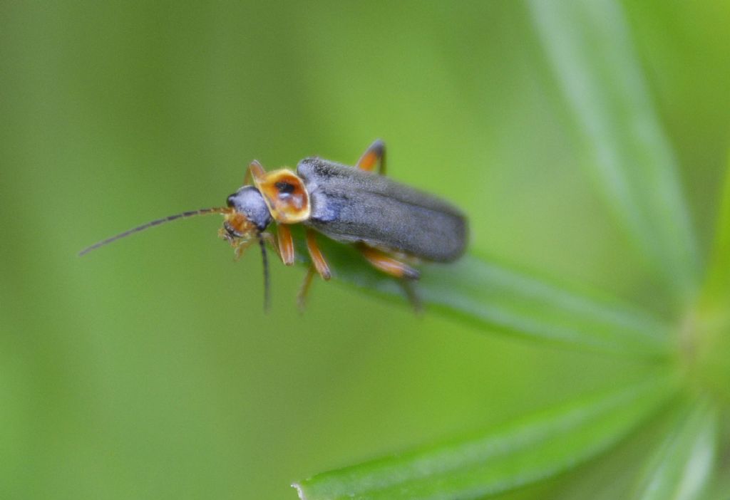 Cantharis nigricans ?    S !